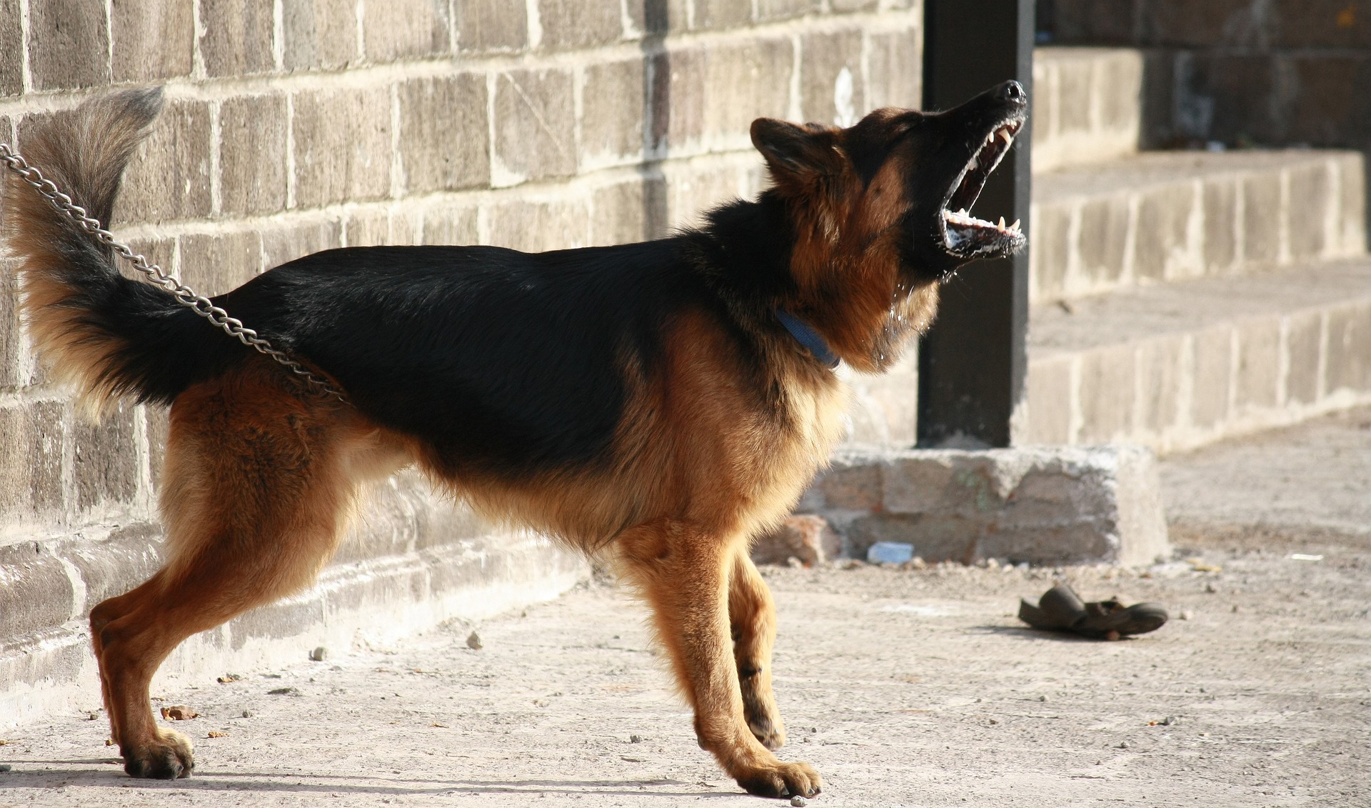 K9 Protection